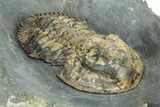 Rare, Bondonella Sdzuyi Trilobite - Taroudant, Morocco #255436-2